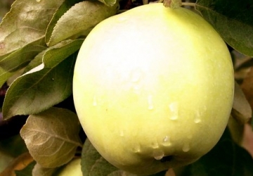 Aed-õunapuu ‘Sidrunkollane taliõun’ (Malus domestica Borkh.)