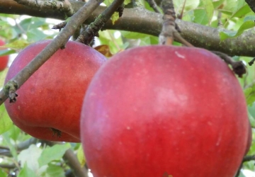 Aed-õunapuu 'Skaistis' (Malus domestica)
