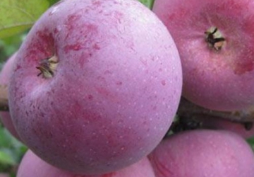 Aed-õunapuu ‘Solo’ (Malus domestica Borkh.)