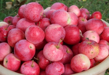 Aed-õunapuu ‘Sõstraroosa’ (Malus domestica Borkh.)