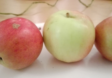 Aed-õunapuu Taavi (Malus domestica Borkh.)
