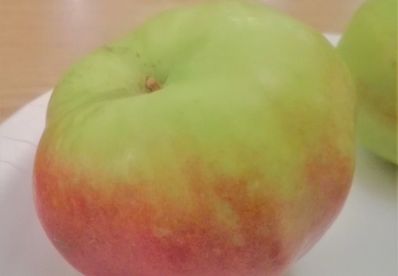 Aed-õunapuu ‘Talvenauding’ (Malus domestica Borkh.)