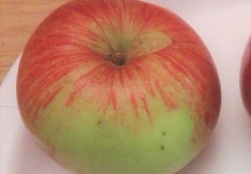 Aed-õunapuu ‘Tartu roosõun’ (Malus domestica Borkh.)