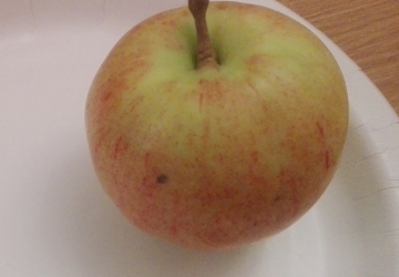 Aed-õunapuu ‘Tiina’ (Malus domestica Borkh.)