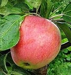 Aed-õunapuu 'Uldis' (Malus domestica Borkh.)