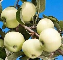 Aed-õunapuu ‘Valge Klaarõun’ (Malus domestica Borkh.)