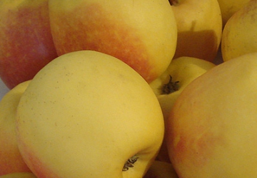Aed-õunapuu 'Zarja Alatau' (Malus domestica Borkh.)