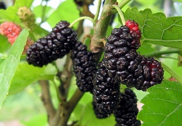 Mooruspuu 'Illinois Everbearing' (Morus alba)