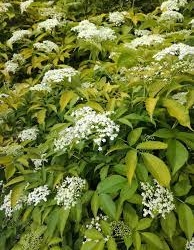 Must leeder 'Aurea' (Sambucus nigra)