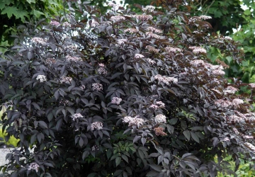 Must leeder 'Black Beauty' (Sambucus nigra)