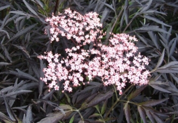 Must leeder 'Black Lace' (Sambucus nigra)