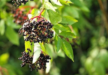 Must leeder 'Riese von Vissloch' (Sambucus nigra)