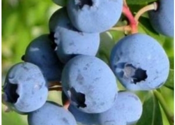 Kännasmustikas ‘Spartan’ (Vaccinium corymbosum)