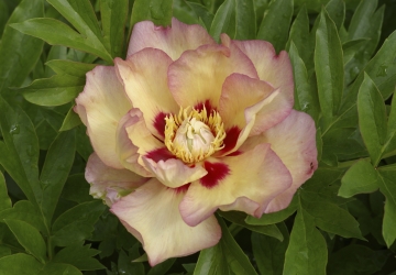 'Pastel Splendor' (Paeonia intersectional) (ITOH)