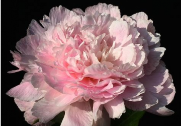 'Pecher'(Noemie Demay)(Paeonia Lactiflora)