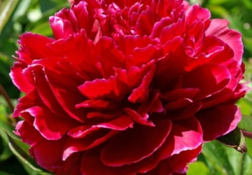 'Red Sarah Bernhardt'(Paeonia Lactiflora)