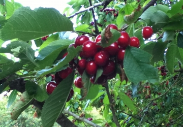 Maguskirsipuu ‘Jurgita' (Prunus avium)