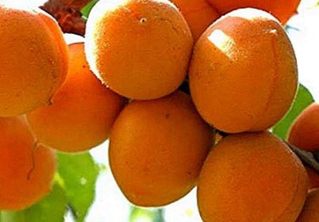 Aprikoosipuu ‘Triumf Severnyj ‘ (Prunus armeniaca)