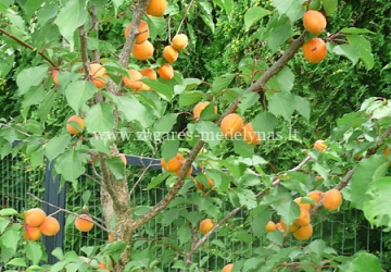 Aprikoosipuu 'Moskovski Krupnõi' (Prunus armeniaca)