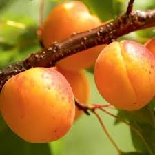 Aprikoosipuu 'Ritausma' (Prunus armeniaca)