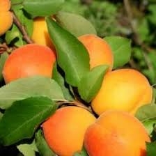 Aprikoosipuu 'Somo' (Prunus armeniaca)