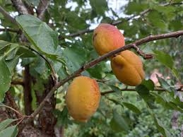 Aprikoosipuu 'Velta' (Prunus armeniaca)
