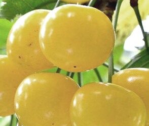 Maguskirsipuu ‘Aleksandr’ (Prunus avium)