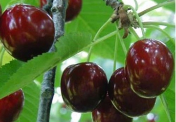 Maguskirsipuu ‘Arthur’ (Prunus avium)