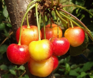 Maguskirsipuu ‘Dönisseni Kollane’ (Prunus avium)