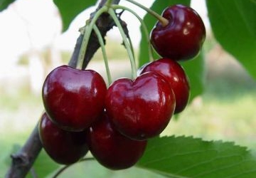 Maguskirsipuu ‘Adelina’ (Prunus avium)