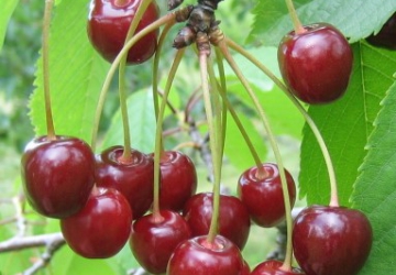 Maguskirsipuu ‘Leningradi Must’ (Prunus avium)