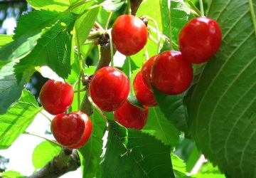 Maguskirsipuu ‘Madissoni Roosa’ (Prunus avium)