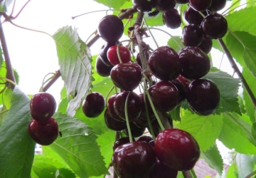 Maguskirsipuu ‘Meelika’ (Prunus avium)