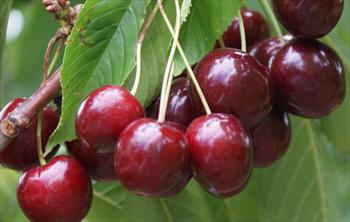 Maguskirsipuu ‘Mupi’ (Prunus avium)