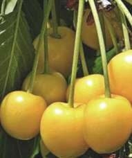 Maguskirsipuu ‘Paula’ (Prunus avium)