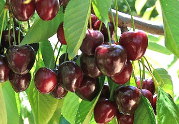 Maguskirsipuu ‘Stella’ (Prunus avium)
