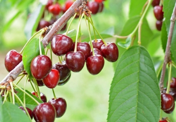 Maguskirsipuu ‘Tõmmu’ (Prunus avium)