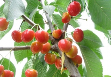 Maguskirsipuu ‘Vyteny roosa’ (Prunus avium)