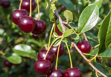 Harilik kirsipuu 'Kero' (Prunus cerasus L.)