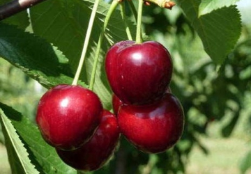 Harilik kirsipuu 'North Star' (Prunus cerasus L.)