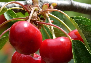 Harilik kirsipuu "Pandy" (Prunus cerasus L.)
