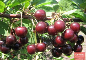 Harilik kirsipuu 'Tamaris' (Prunus cerasus L.)