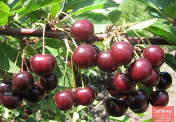 Harilik kirsipuu 'Tamaris' (Prunus cerasus L.)