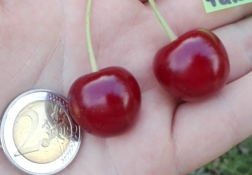 Harilik kirsipuu 'Turgenevka' (Prunus cerasus L.)