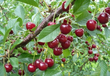 Harilik kirsipuu "Vytenu star" (Prunus cerasus L.)