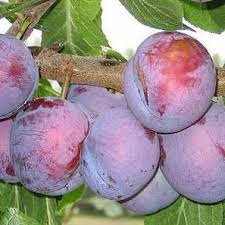 Aed-ploomipuu ‘Ave’ (Prunus domestica)
