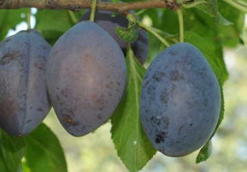 Aed-ploomipuu ‘Bluefre’ (Prunus domestica)