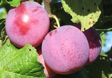 Aed-ploomipuu ‘Edinburgh’ (Prunus domestica)