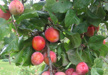 Aed-ploomipuu ‘Emma Leppermann’ (Prunus domestica)