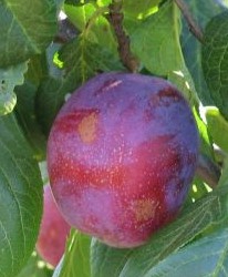 Aed-ploomipuu ‘Jubileum’ (Prunus domestica)